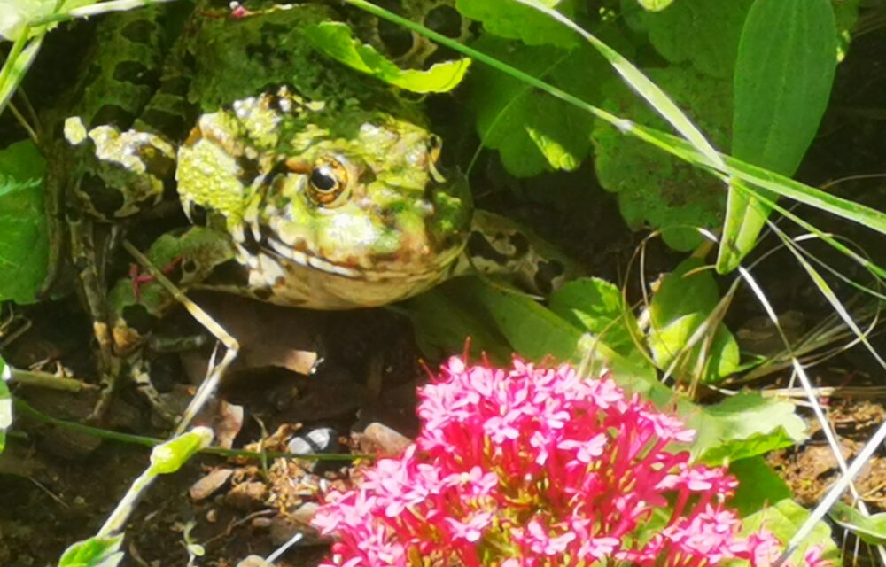 V našem biotopu panuje radostiplná atmosféra | HUTIRA